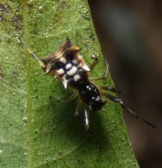Micrathena picta