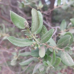 Azara dentata