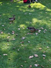 Anas platyrhynchos platyrhynchos