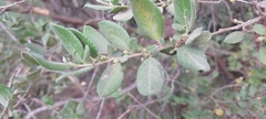Azara dentata