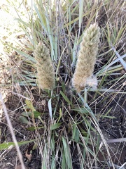 Ptilotus spathulatus