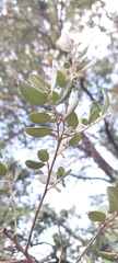 Azara dentata