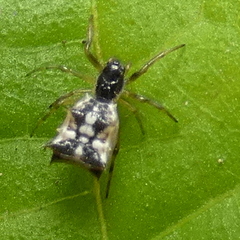 Micrathena picta