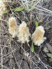 Ptilotus spathulatus