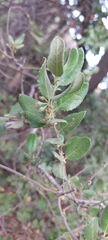 Azara dentata