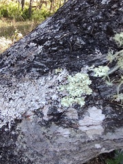 Teloschistes flavicans