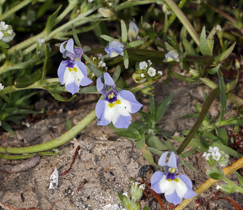 iNaturalist observation photo of Doublehorn Calicoflower