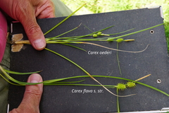 Carex oederi