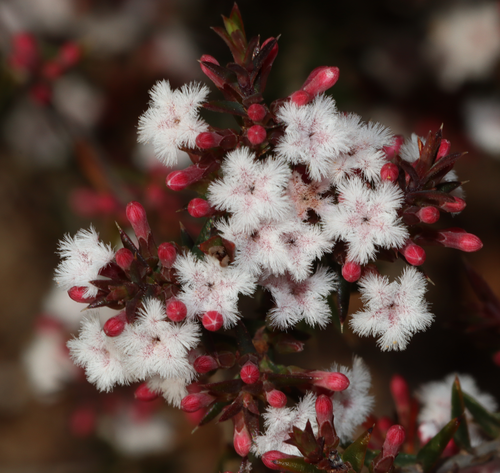 Styphelia cymbiformis observed 2022-12-19