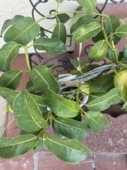 Stephanotis floribunda