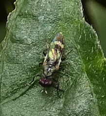 Euryneura