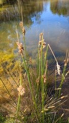 Juncus pallidus