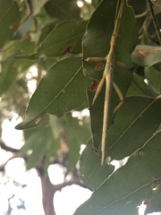 Podacanthus viridiroseus