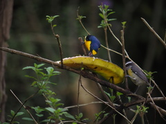 Euphonia