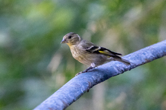 Spinus barbatus