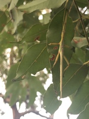 Podacanthus viridiroseus