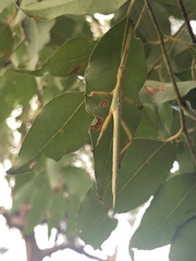 Podacanthus viridiroseus