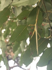 Podacanthus viridiroseus