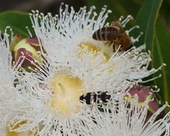 Angophora hispida