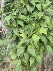 Plagianthus regius