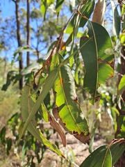 Podacanthus viridiroseus