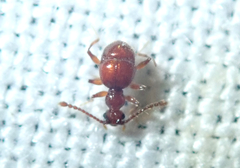 Pselaphinae