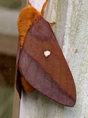 Anisota virginiensis