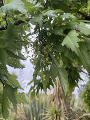 Plagianthus regius