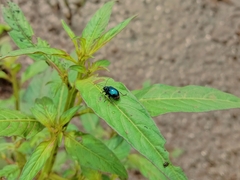 Altica cyanea