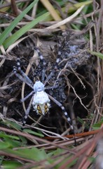 Argiope florida