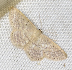 Idaea obsoletaria