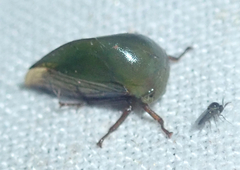 Heteronotinae