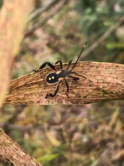 Mictis profana