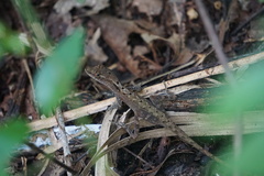 Anolis gaigei