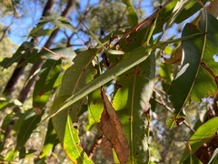 Podacanthus viridiroseus