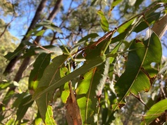 Podacanthus viridiroseus