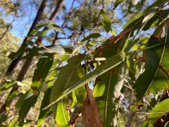 Podacanthus viridiroseus