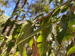 Podacanthus viridiroseus