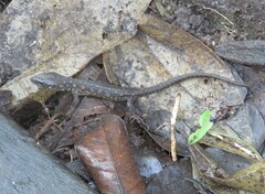 Lepidophyma flavimaculatum