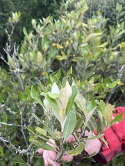 Olearia avicenniifolia
