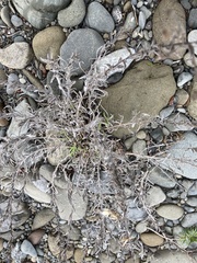 Mentzelia laevicaulis