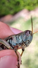 Melanoplus differentialis