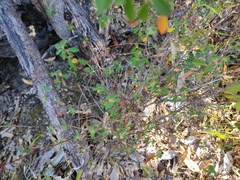 Galphimia angustifolia