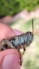 Melanoplus differentialis