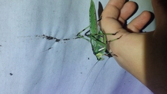 Ephippitytha trigintiduoguttata