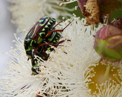 Eupoecila australasiae
