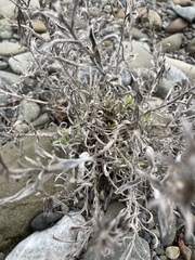 Mentzelia laevicaulis