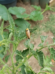 Ellipsidion humerale