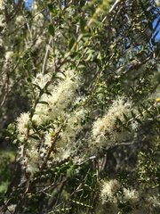 Melaleuca acuminata