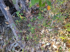 Galphimia angustifolia